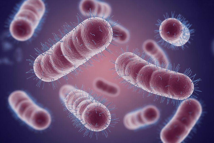 Unlock the truth about probiotics and their impact on gut health